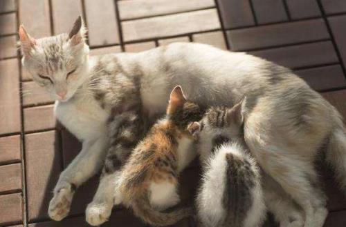 母猫带小猫离家出走是为什么