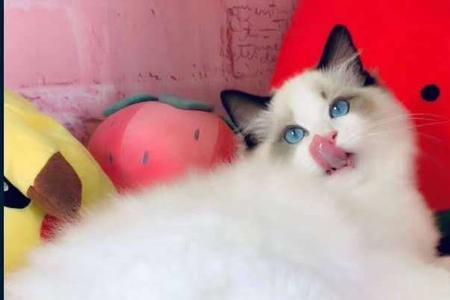 布偶猫八字脸和枫叶脸哪个好