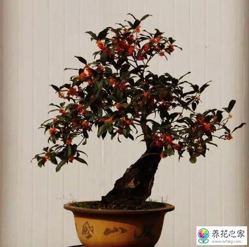 桂花树桩可以嫁接茶花吗