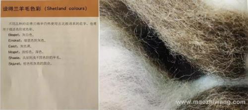 羊毛包芯纱属于羊毛吗