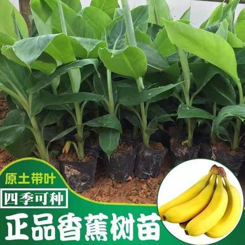 威廉香蕉苗几年结果