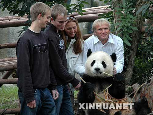 为什么要人工饲养大熊猫