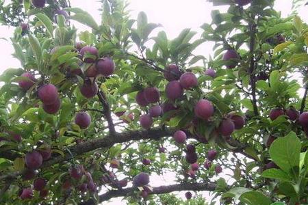 李子自花授粉的品种