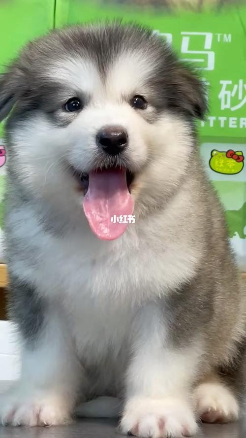 阿拉斯加的毛发多久停止生长