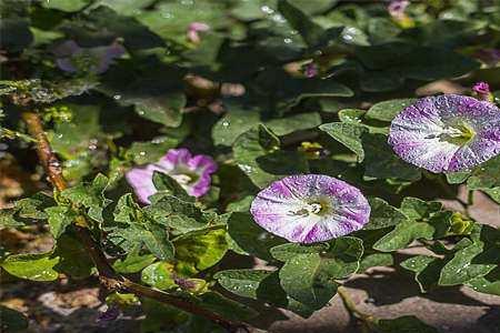 牵牛花属于什么植物类别