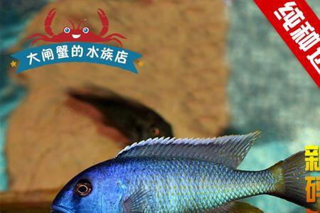 三湖慈鲷鱼多少度会死