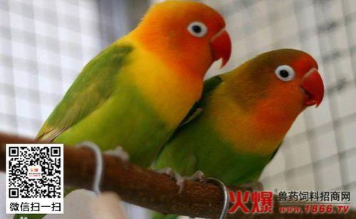 鹦鹉为什么不吃虫子