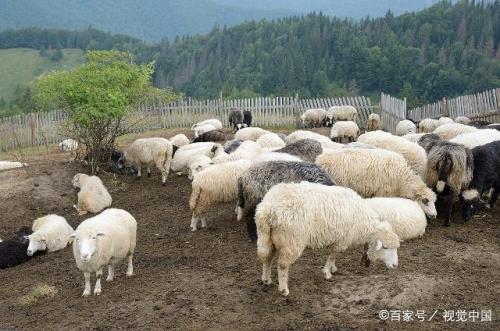 豌豆喂羊的正确方法