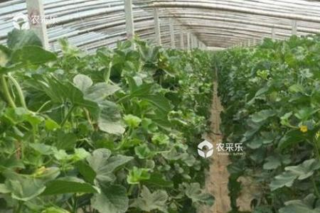 北方露天菜瓜几月份种植最好