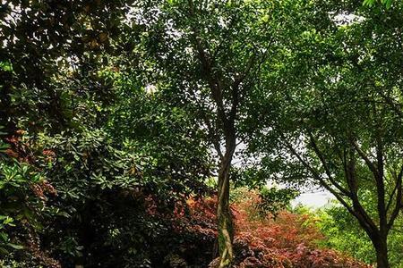 大学城必去的十大景点