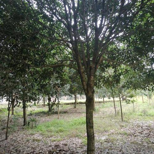 后院种2棵桂花树好吗