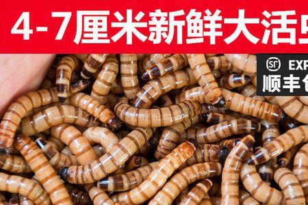 面包虫和大麦虫钓鱼哪个好