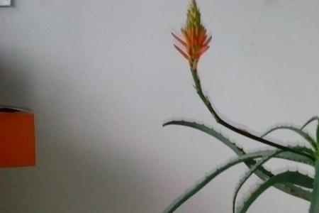 金边芦荟开花吗