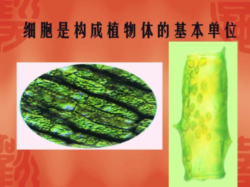 菜的结构层次分为哪几种