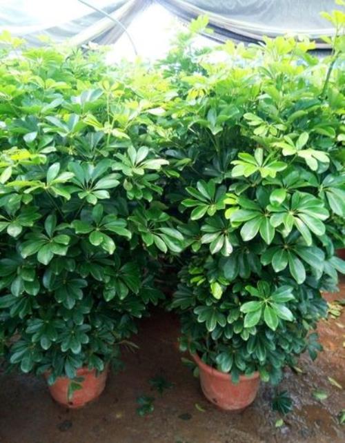 花叶鸭脚木的养殖方法