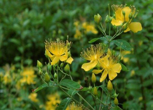7月什么果树会在南方开花