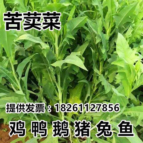 巨麦菜和苦麦菜的区别