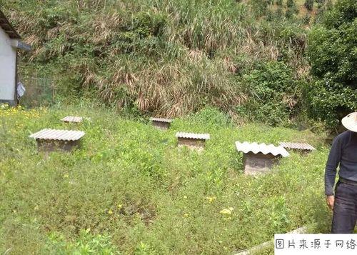 蜜蜂在自家屋顶上筑巢好不好