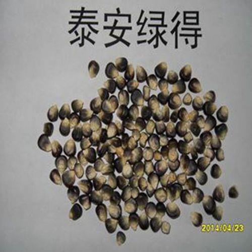 干粒种定义
