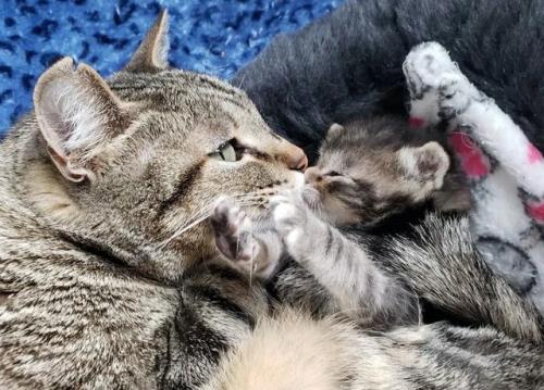 猫妈妈叼着小猫不疼吗