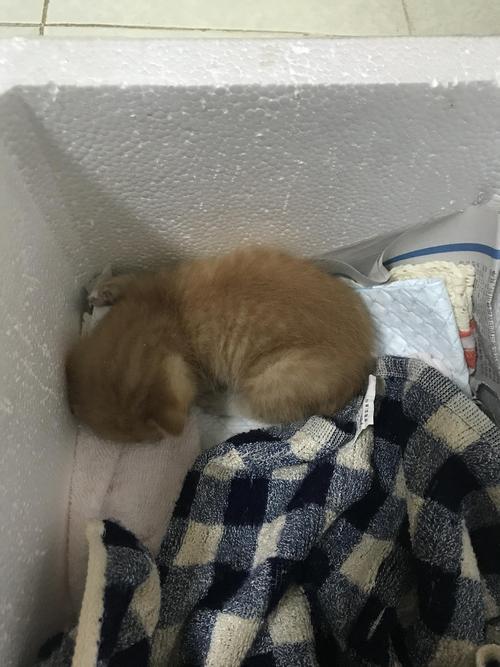 两周大的猫会自己排便吗