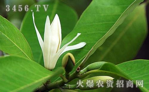 白兰花种植时间表