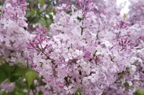 丁香花中间那段音乐叫什么