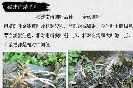 金线莲品种排名