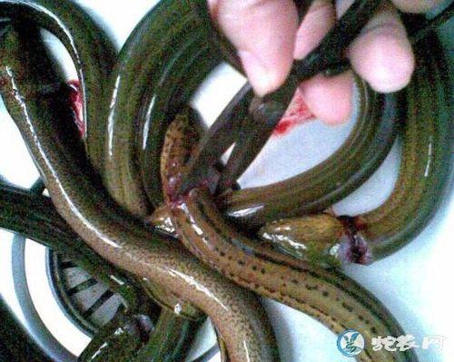 黄鳝尾巴剪掉还能活吗