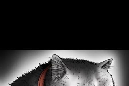 午夜野猫在门口叫有什么寓意
