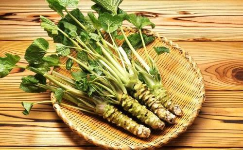 想吃芥末的原因是什么