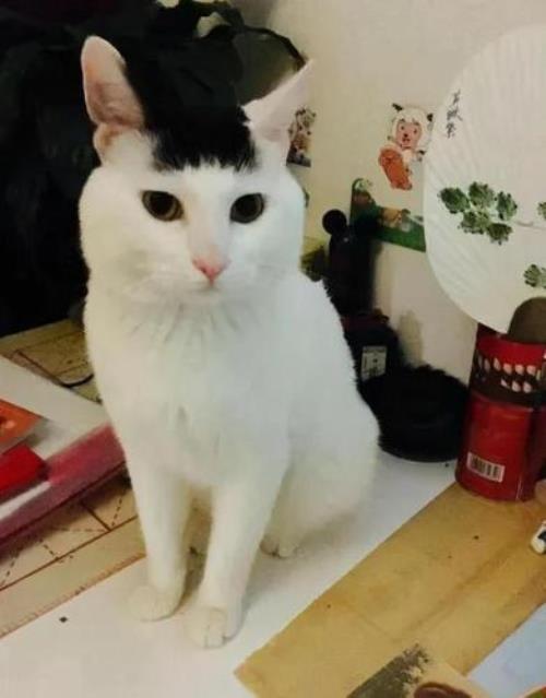 猫咪发型是一直都在吗