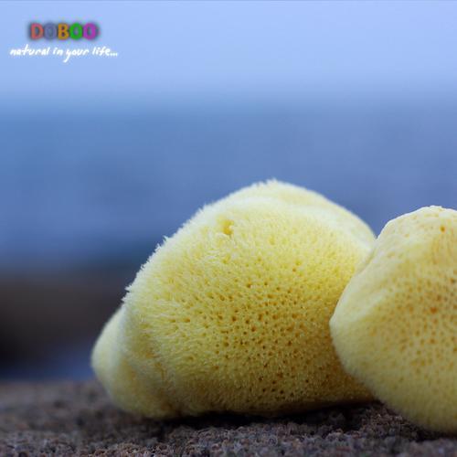 天然海绵怎么形成的