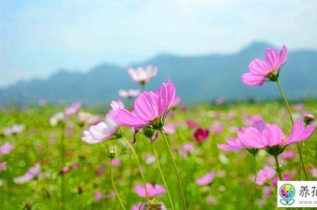 格桑花种植11月能种吗