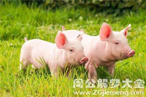 猪4岁相当于人类的多少岁