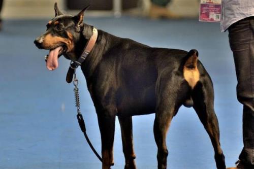 养杜宾犬的十大好处
