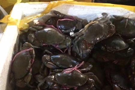 缅甸蟹养殖的条件