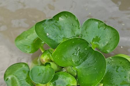 水葫芦可以盆养吗