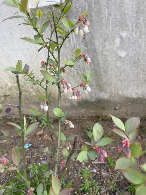 蓝莓开花需要多少温度