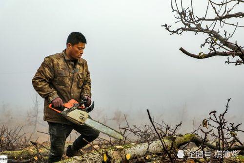 现在农村砍树还田有补贴吗
