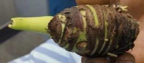 芋头用手接触为什么会麻
