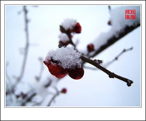寒梅是什么星座