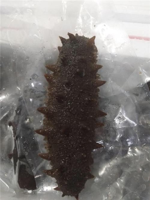 发好的海参几个一斤