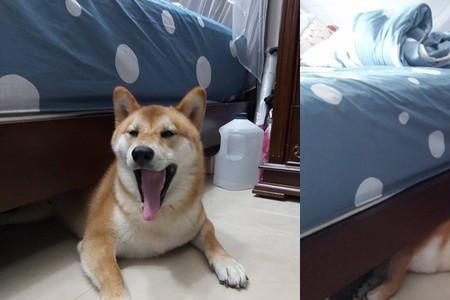 柴犬咬桌子腿怎么办