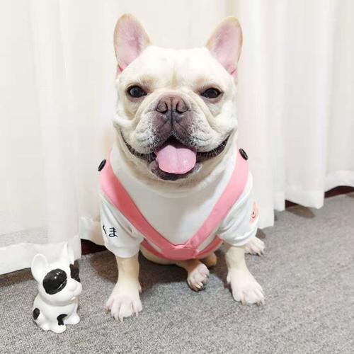 法斗和泰迪可以杂交吗