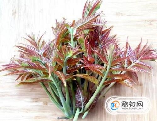 香椿树施什么水好
