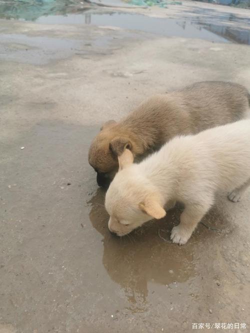 为什么我的狗狗只生了两只小狗