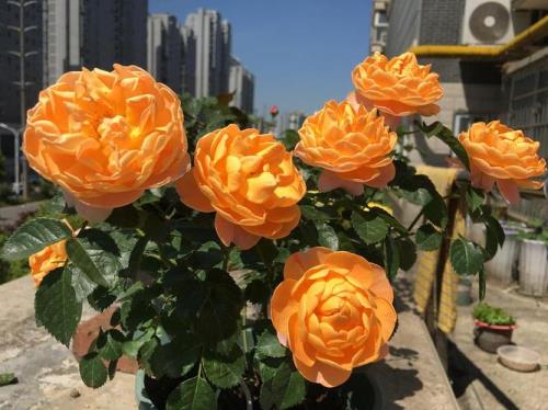 风采小提琴月季优缺点