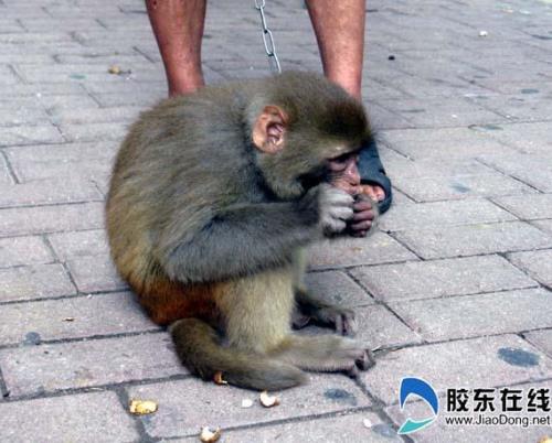 猴味是什么意思