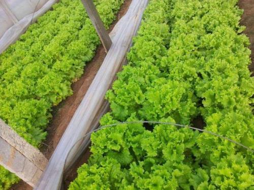 生菜苗龄超期还能种吗